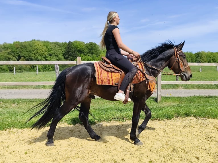 Sonstige Rassen Wallach 3 Jahre 157 cm  in Linkenbach