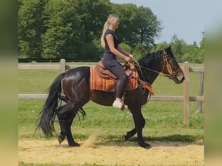 Sonstige Rassen Wallach 3 Jahre 157 cm  in Linkenbach