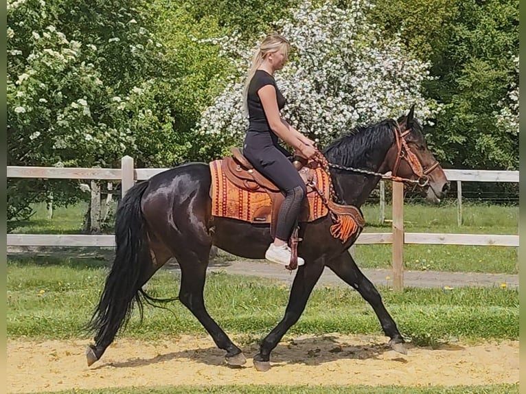 Sonstige Rassen Wallach 3 Jahre 157 cm  in Linkenbach