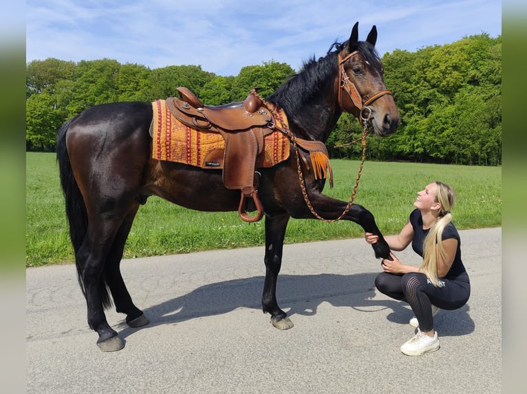 Sonstige Rassen Wallach 3 Jahre 157 cm  in Linkenbach