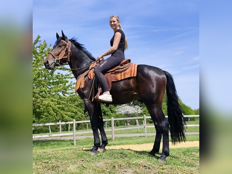 Sonstige Rassen Wallach 3 Jahre 157 cm  in Linkenbach