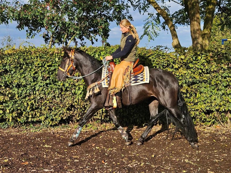 Sonstige Rassen Wallach 3 Jahre 157 cm Rappe in Linkenbach