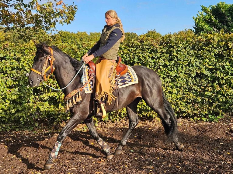 Sonstige Rassen Wallach 3 Jahre 157 cm Rappe in Linkenbach