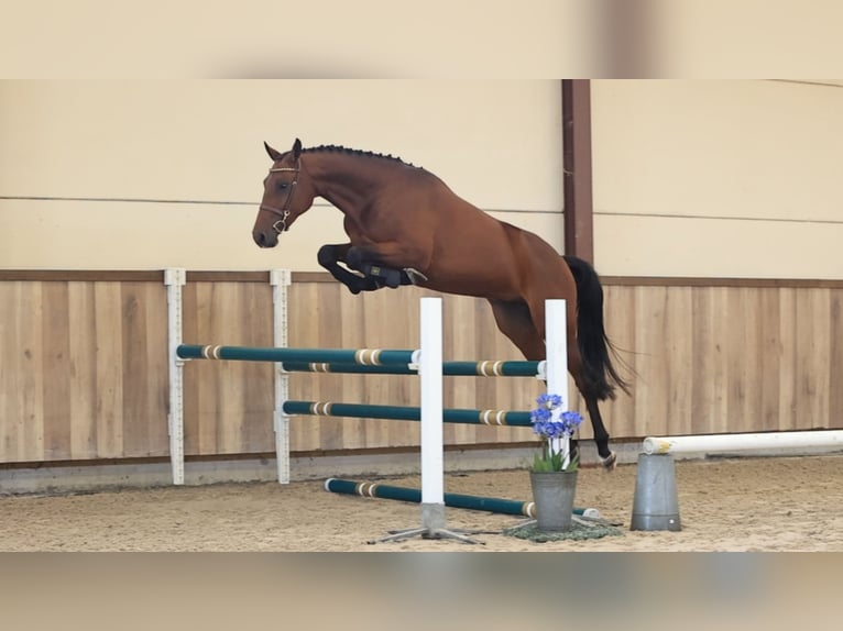Sonstige Rassen Wallach 3 Jahre 157 cm  in Oost West en Middelbeers