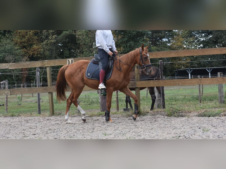 Sonstige Rassen Wallach 3 Jahre 158 cm Fuchs in Achtmaal