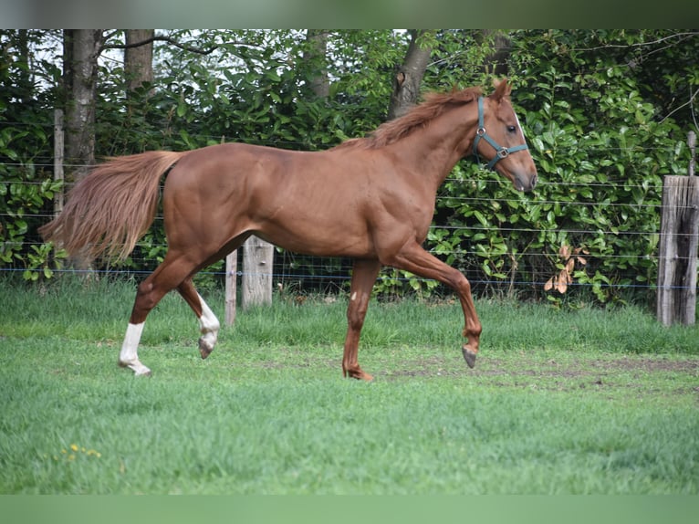 Sonstige Rassen Wallach 3 Jahre 158 cm Fuchs in Achtmaal