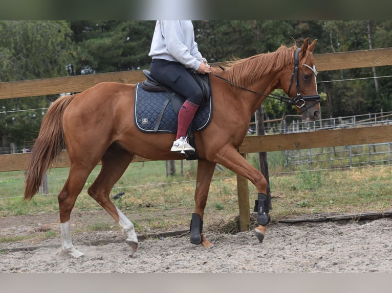Sonstige Rassen Wallach 3 Jahre 158 cm Fuchs in Achtmaal
