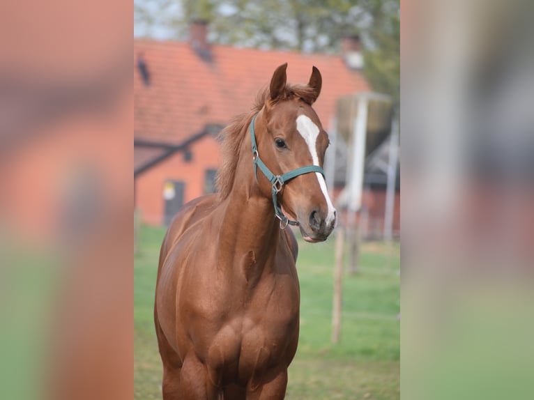 Sonstige Rassen Wallach 3 Jahre 158 cm Fuchs in Achtmaal