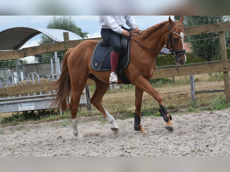 Sonstige Rassen Wallach 3 Jahre 158 cm Fuchs in Achtmaal