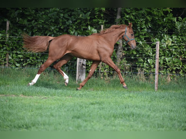 Sonstige Rassen Wallach 3 Jahre 158 cm Fuchs in Achtmaal