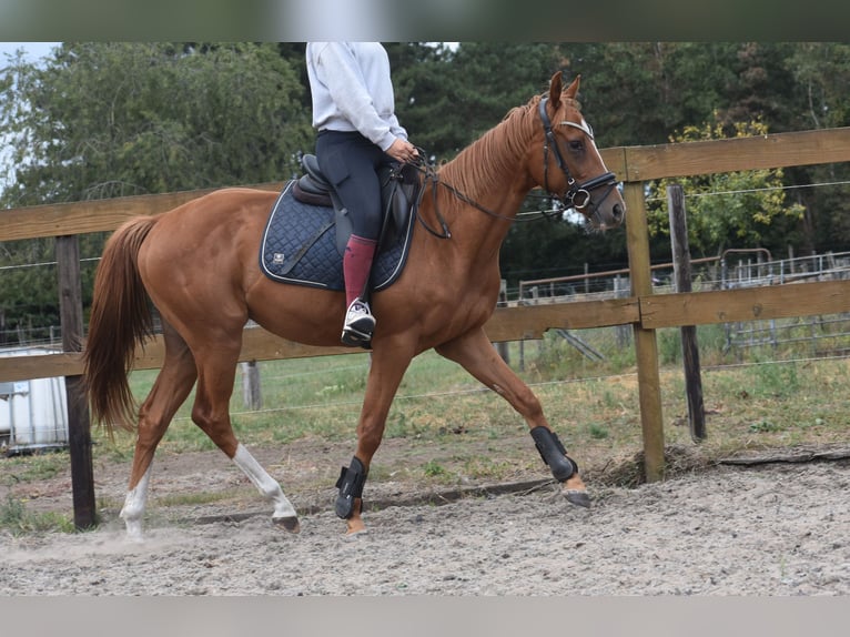 Sonstige Rassen Wallach 3 Jahre 158 cm Fuchs in Achtmaal