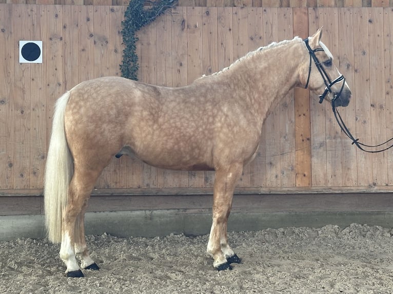 Sonstige Rassen Mix Wallach 3 Jahre 158 cm Palomino in Riedlingen