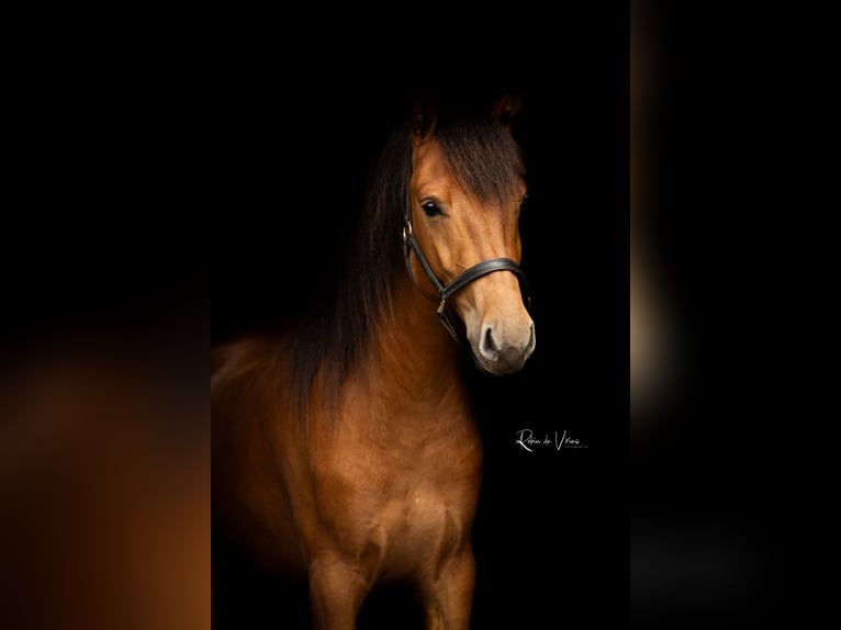 Sonstige Rassen Wallach 3 Jahre 159 cm Dunkelbrauner in Enschede