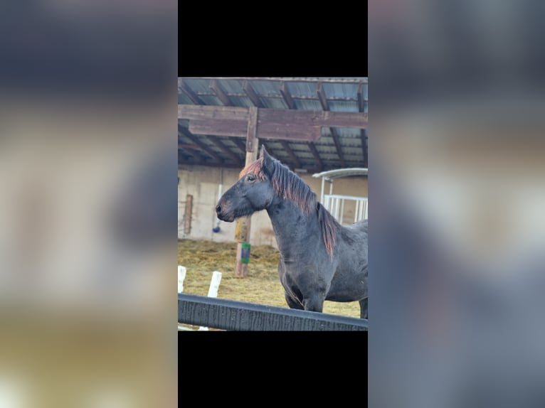 Sonstige Rassen Wallach 3 Jahre 160 cm Rappe in Burbach