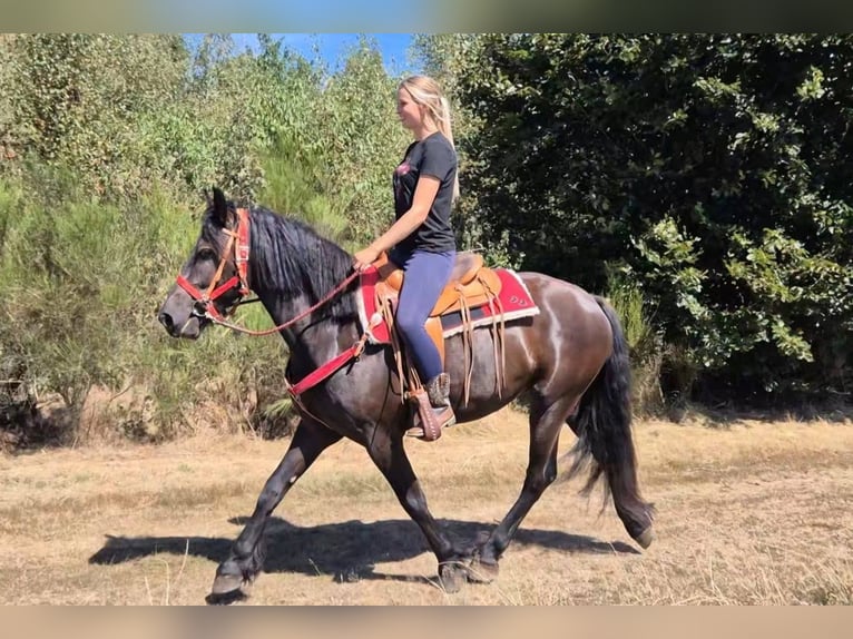 Sonstige Rassen Wallach 3 Jahre 161 cm Rappe in Linkenbach