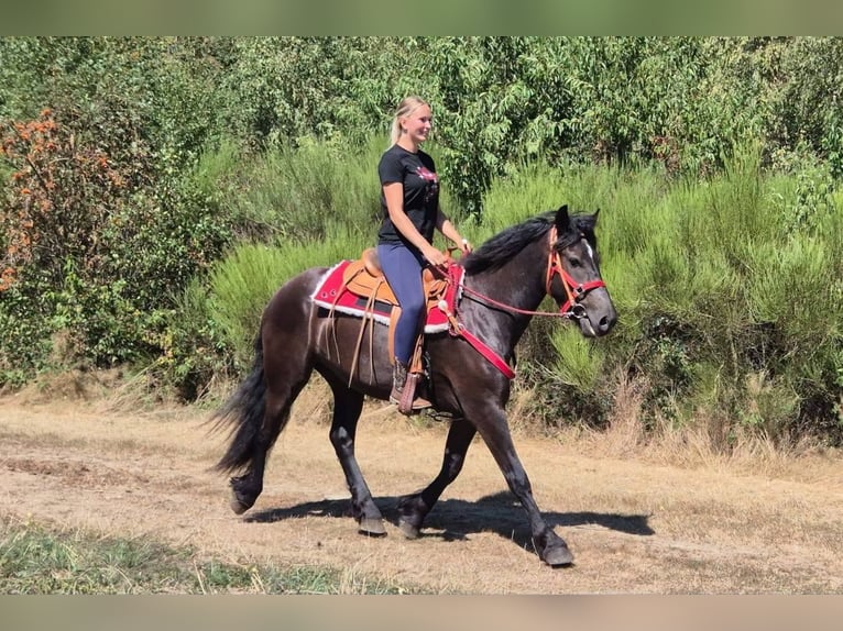 Sonstige Rassen Wallach 3 Jahre 161 cm Rappe in Linkenbach