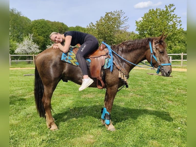 Sonstige Rassen Wallach 3 Jahre 162 cm Dunkelfuchs in Linkenbach