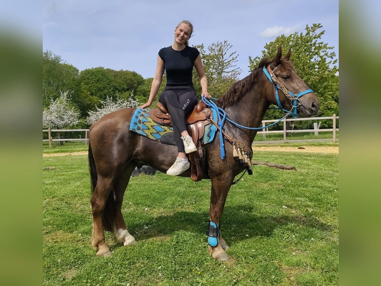 Sonstige Rassen Wallach 3 Jahre 162 cm Dunkelfuchs in Linkenbach