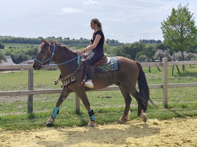 Sonstige Rassen Wallach 3 Jahre 162 cm Dunkelfuchs in Linkenbach