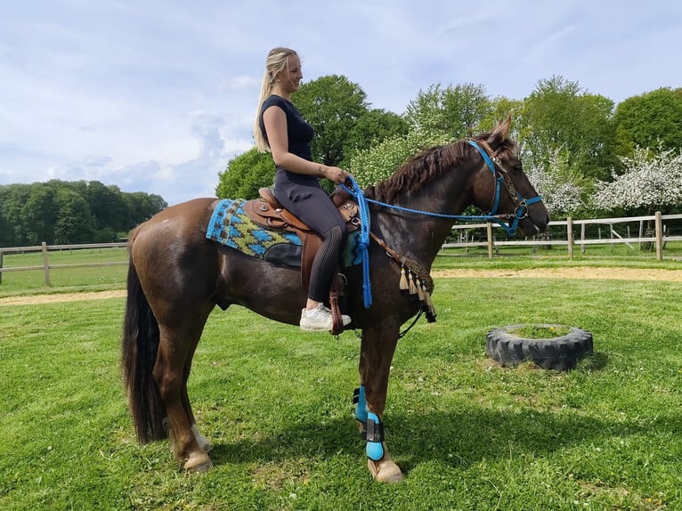 Sonstige Rassen Wallach 3 Jahre 162 cm Dunkelfuchs in Linkenbach