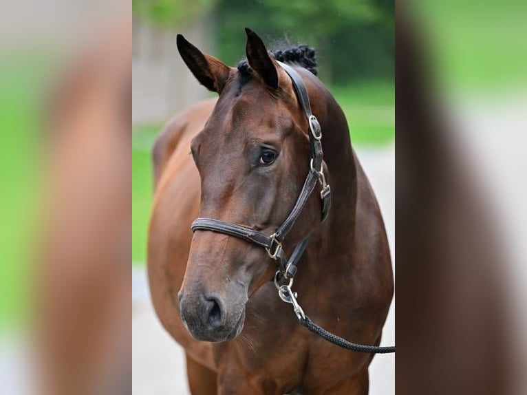 Sonstige Rassen Wallach 3 Jahre 167 cm in Zele