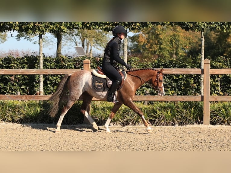 Sonstige Rassen Wallach 4 Jahre 127 cm  in Oost West en Middelbeers