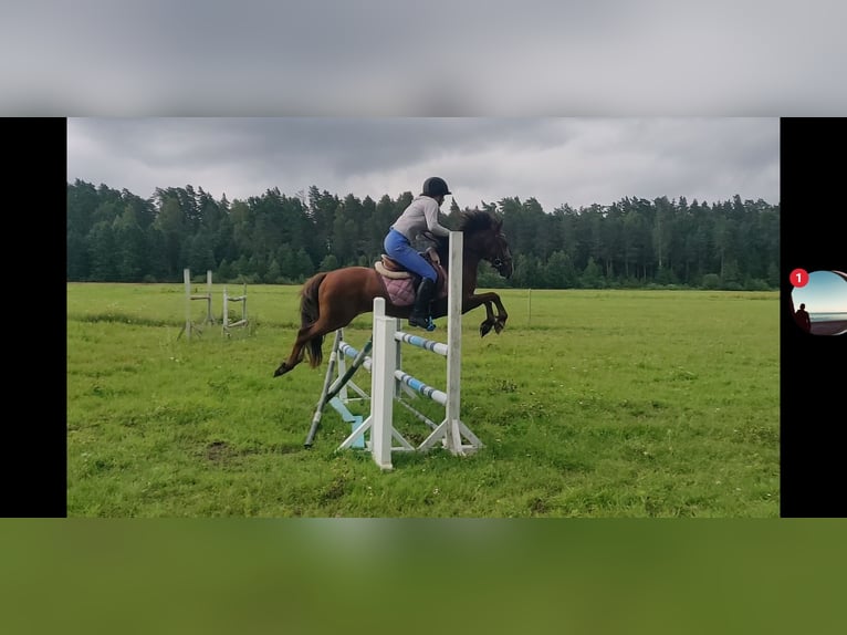 Sonstige Rassen Mix Wallach 4 Jahre 130 cm in Parks