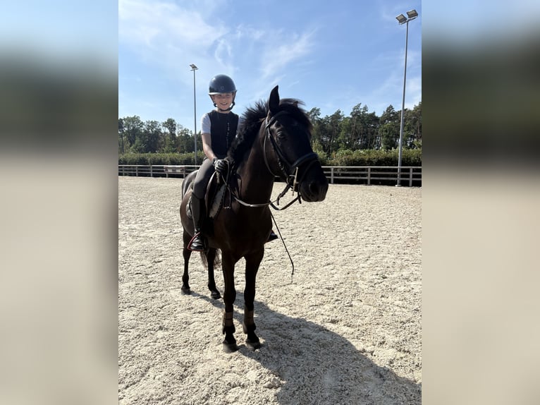 Sonstige Rassen Mix Wallach 4 Jahre 133 cm Schwarzbrauner in Genk