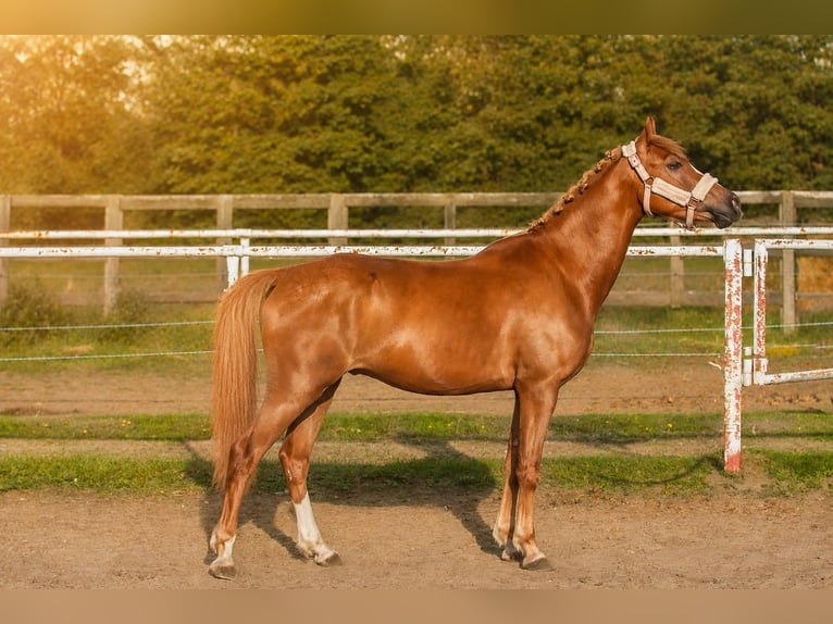 Sonstige Rassen Wallach 4 Jahre 138 cm Fuchs in Nekla