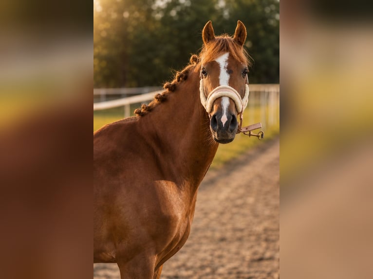 Sonstige Rassen Wallach 4 Jahre 138 cm Fuchs in Nekla