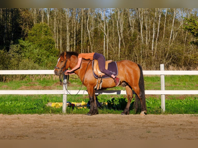Sonstige Rassen Wallach 4 Jahre 139 cm Rotbrauner in Tartumaa