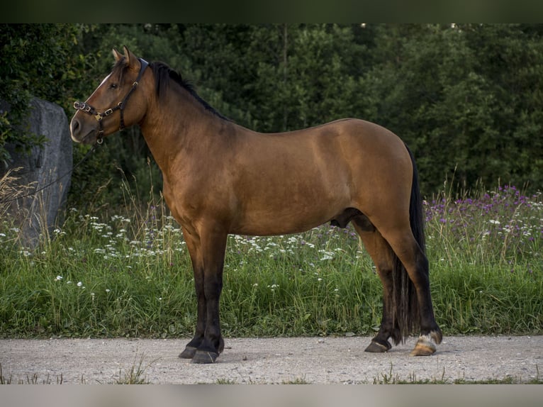 Sonstige Rassen Wallach 4 Jahre 139 cm Rotbrauner in Tartumaa