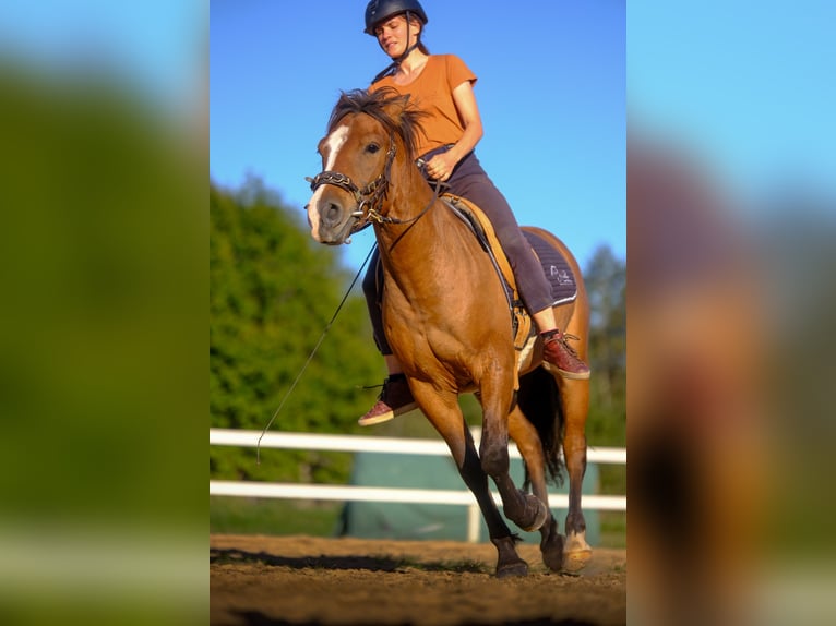 Sonstige Rassen Wallach 4 Jahre 139 cm Rotbrauner in Tartumaa