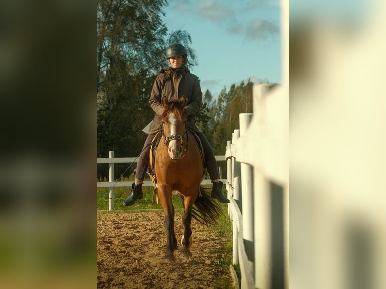 Sonstige Rassen Wallach 4 Jahre 139 cm Rotbrauner in Tartumaa