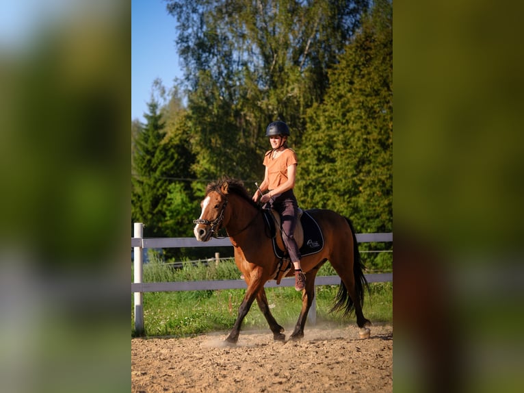 Sonstige Rassen Wallach 4 Jahre 139 cm Rotbrauner in Tartumaa