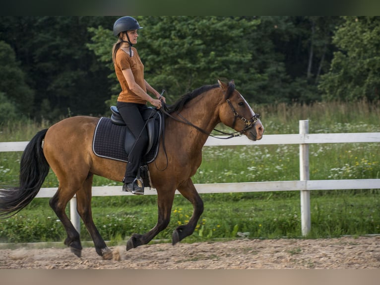 Sonstige Rassen Wallach 4 Jahre 139 cm Rotbrauner in Tartumaa