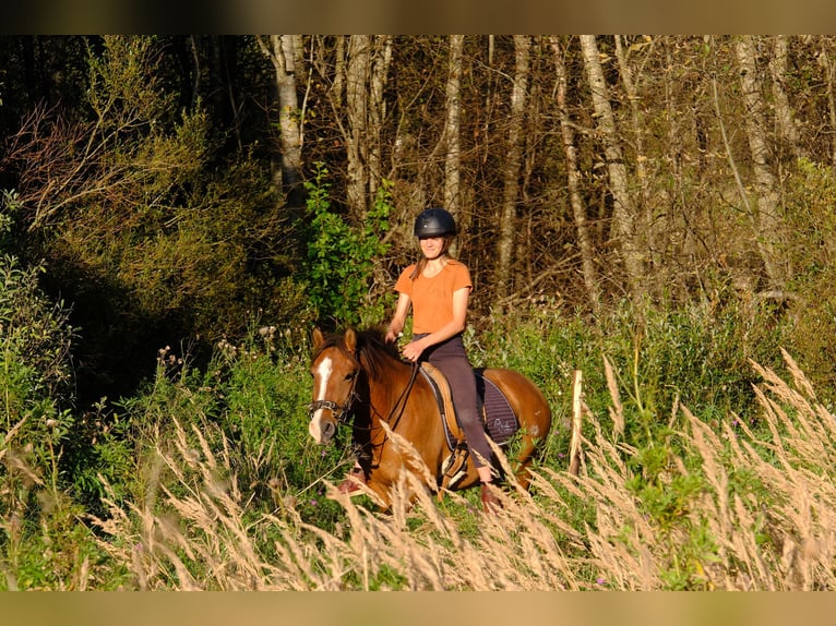Sonstige Rassen Wallach 4 Jahre 139 cm Rotbrauner in Tartumaa