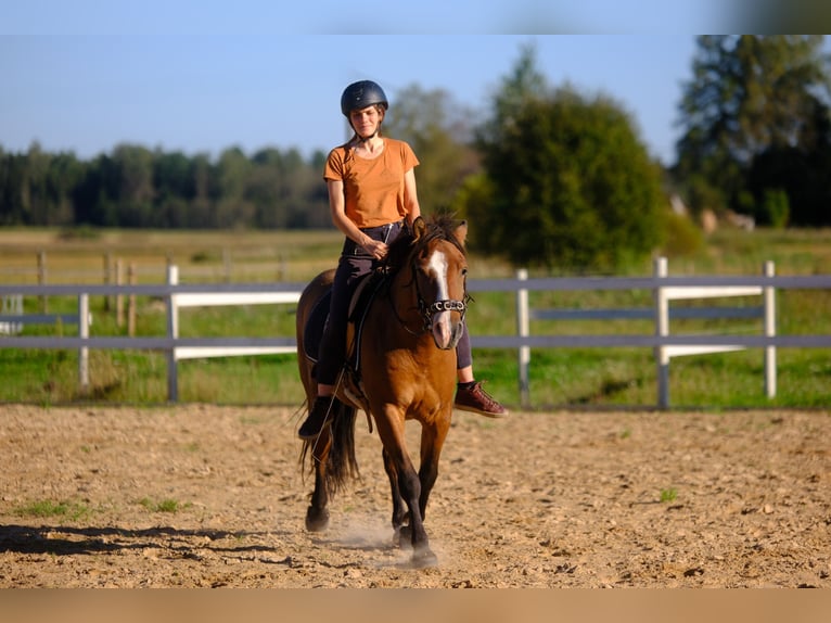 Sonstige Rassen Wallach 4 Jahre 139 cm Rotbrauner in Tartumaa