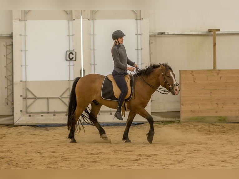 Sonstige Rassen Wallach 4 Jahre 139 cm Rotbrauner in Tartumaa
