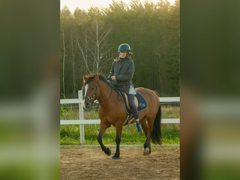 Sonstige Rassen Wallach 4 Jahre 139 cm Rotbrauner in Tartumaa