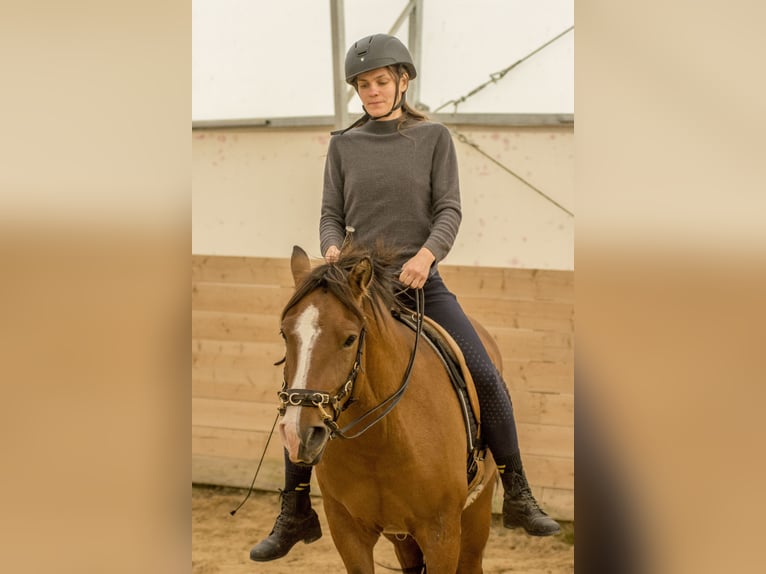 Sonstige Rassen Wallach 4 Jahre 139 cm Rotbrauner in Tartumaa