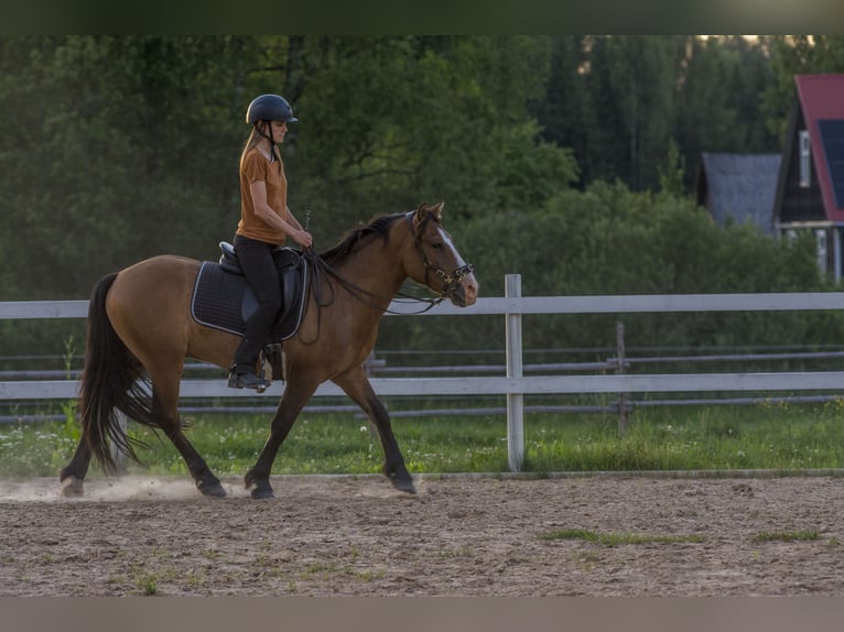 Sonstige Rassen Wallach 4 Jahre 139 cm Rotbrauner in Tartumaa