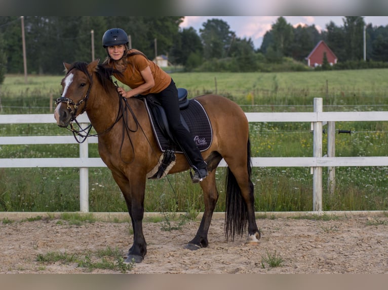 Sonstige Rassen Wallach 4 Jahre 139 cm Rotbrauner in Tartumaa