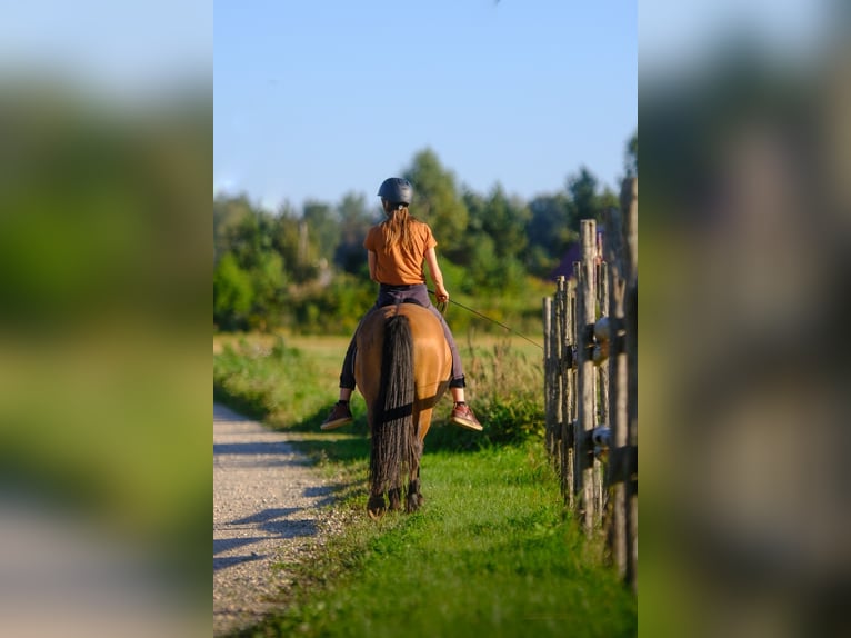 Sonstige Rassen Wallach 4 Jahre 139 cm Rotbrauner in Tartumaa
