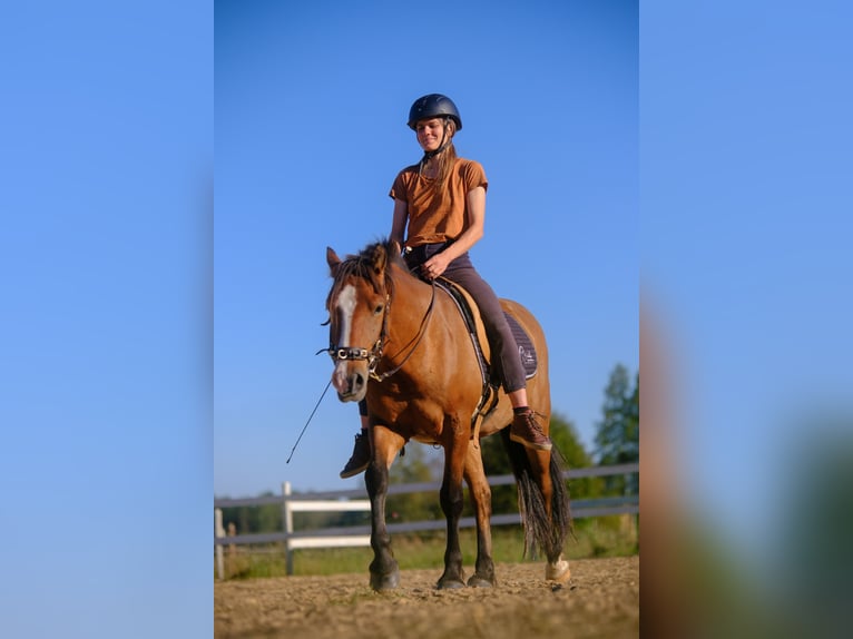 Sonstige Rassen Wallach 4 Jahre 139 cm Rotbrauner in Tartumaa