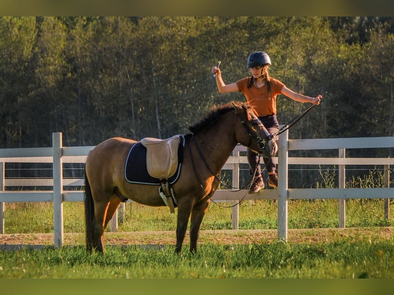 Sonstige Rassen Wallach 4 Jahre 139 cm Rotbrauner in Tartumaa