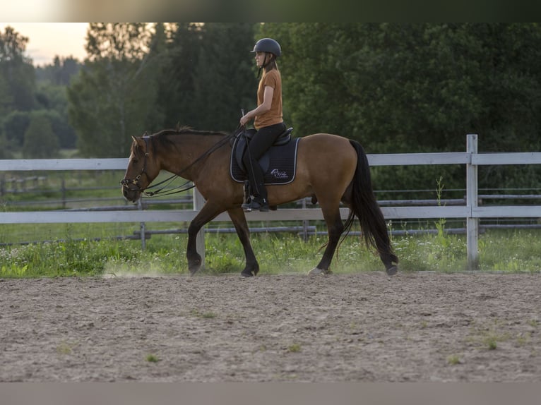 Sonstige Rassen Wallach 4 Jahre 139 cm Rotbrauner in Tartumaa