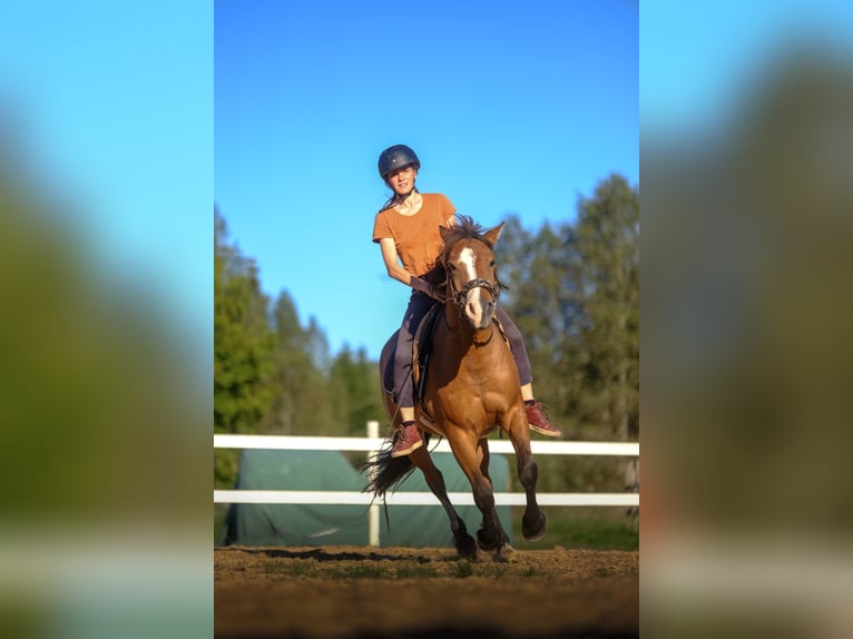Sonstige Rassen Wallach 4 Jahre 139 cm Rotbrauner in Tartumaa