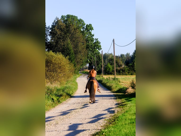 Sonstige Rassen Wallach 4 Jahre 139 cm Rotbrauner in Tartumaa
