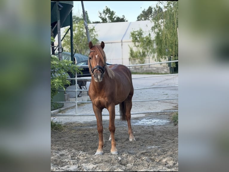 Sonstige Rassen Wallach 4 Jahre 140 cm Dunkelfuchs in Bernolakovo